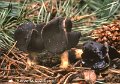 Helvella monachella-amf888